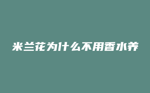 米兰花为什么不用香水养