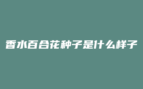 香水百合花种子是什么样子