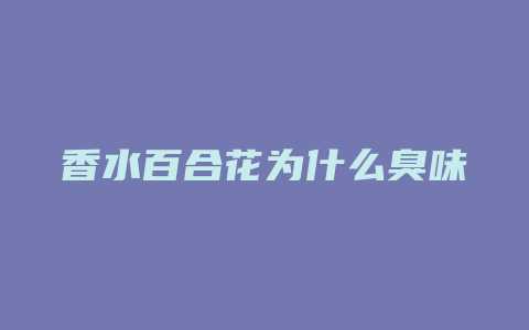 香水百合花为什么臭味