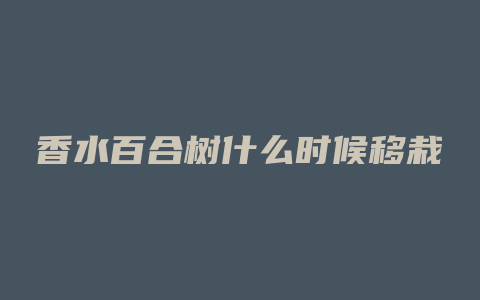 香水百合树什么时候移栽