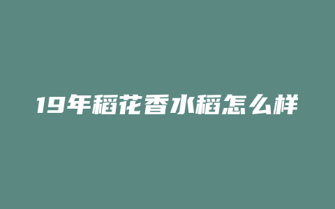 19年稻花香水稻怎么样